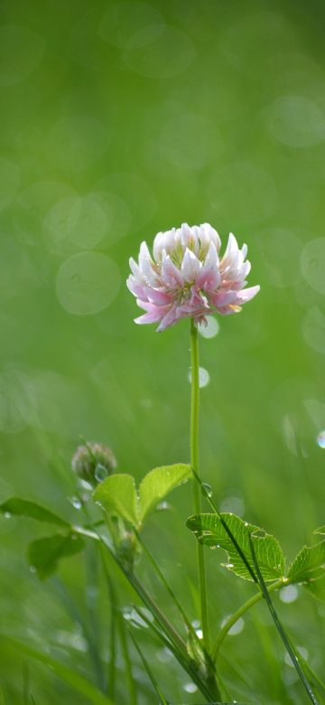 夏色四叶草 App 设置页，包含更新检查、缓存清理与反馈入口三个区块，界面干净无多余装饰